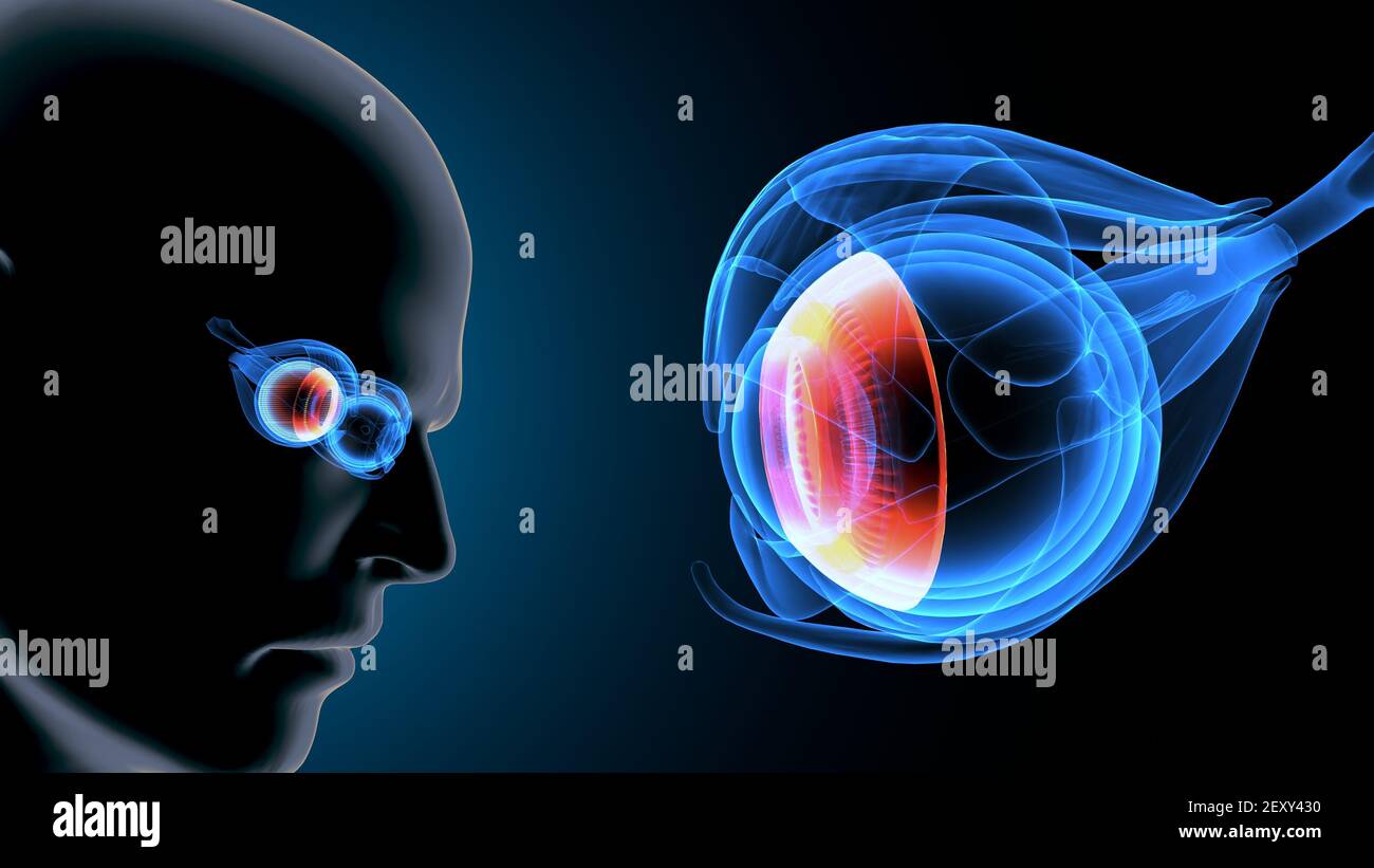 Eyeball retina cross section hi-res stock photography and images - Alamy