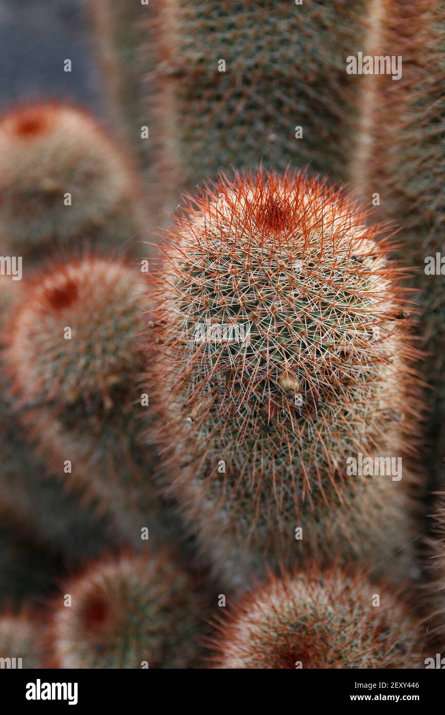 the Cactus Cactaceae or Mammillaria Spinosissima from Mexico at the Cactus Garden in the village of Guatiza on the Island of Lanzarote on the Canary I Stock Photo