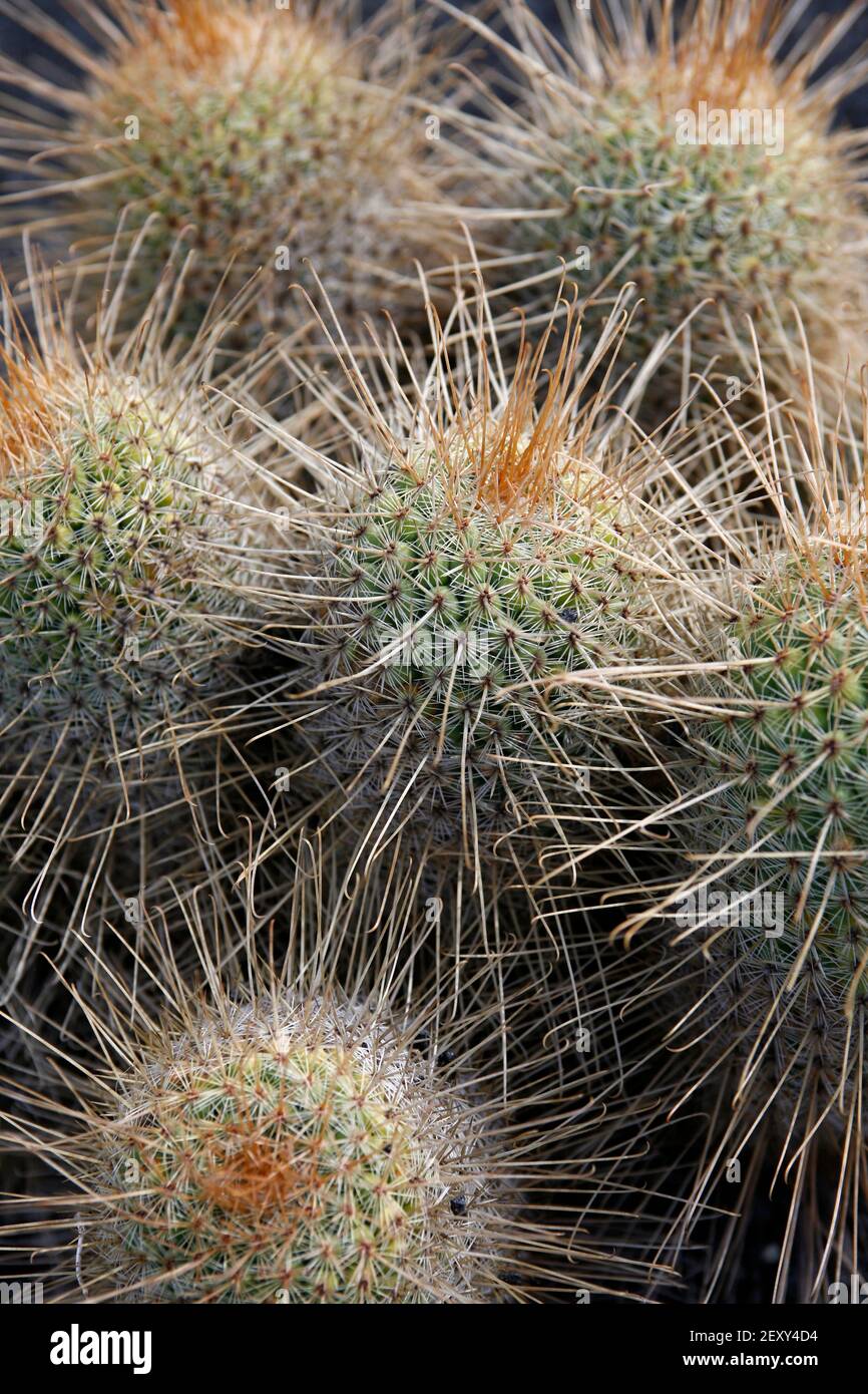Mammillaria magnifica hi-res stock photography and images - Alamy