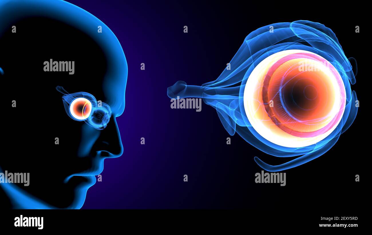 3d illustration of human body eye anatomy Stock Photo - Alamy