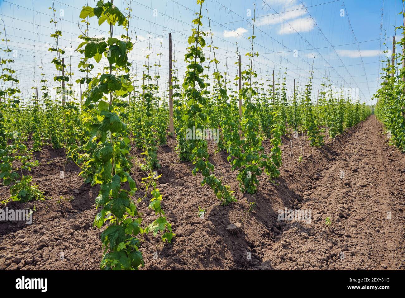Hops field. Leaves of young hops Stock Photo - Alamy