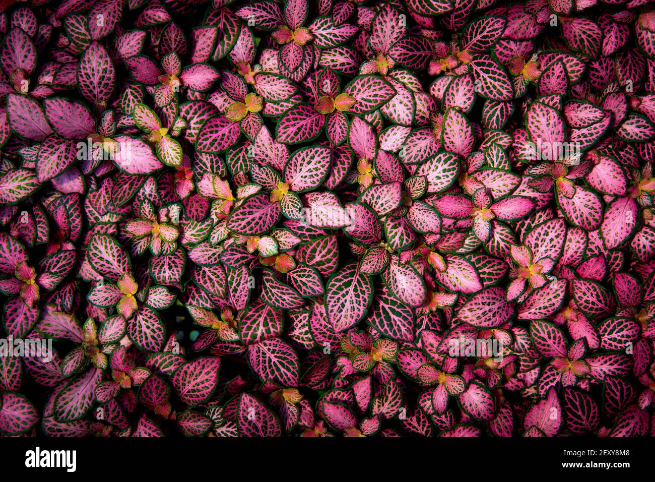 top view of beautiful pink color leaves as natural floor Stock Photo