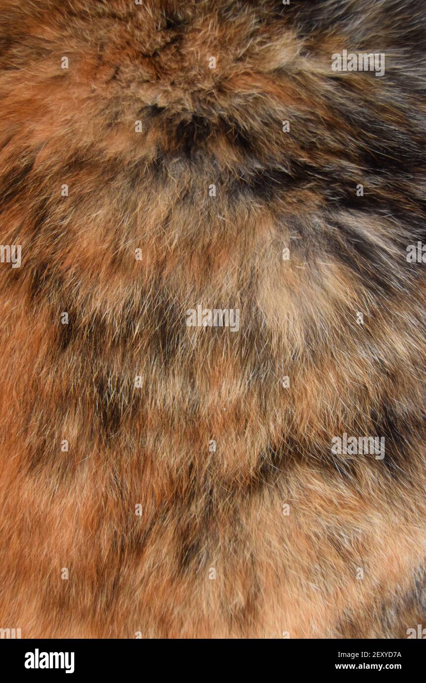 Cat Fur in portrait Stock Photo Alamy