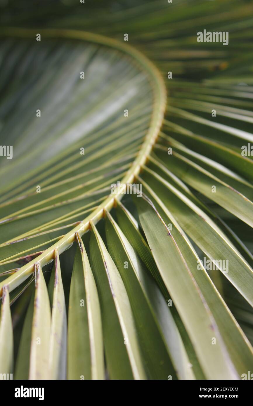 Curving Palm Frond Stock Photo