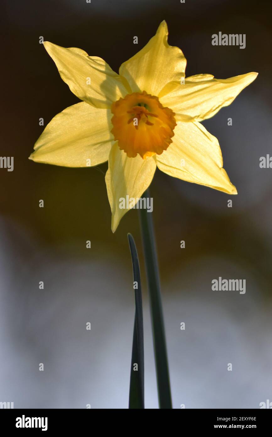 Backlit Daffodil Stock Photo