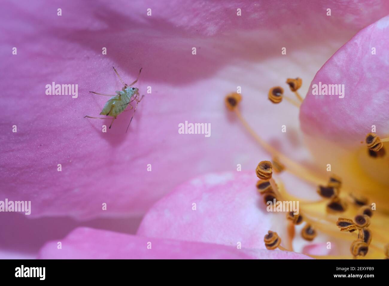 A Bug On A Rose Stock Photo