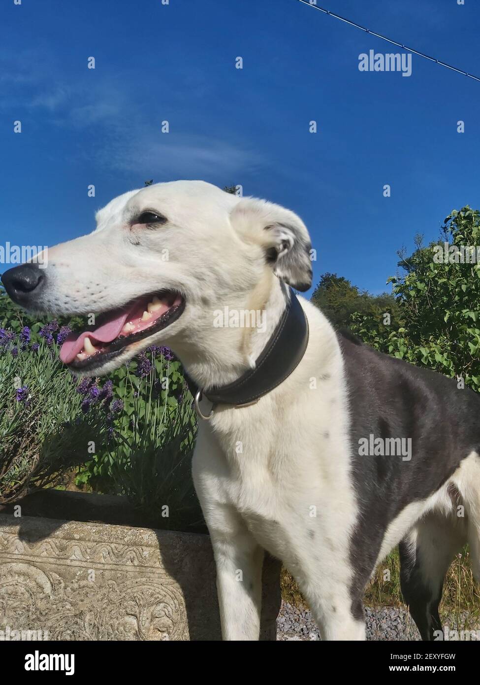 Energetic dog panting under the summer heat Stock Photo Alamy