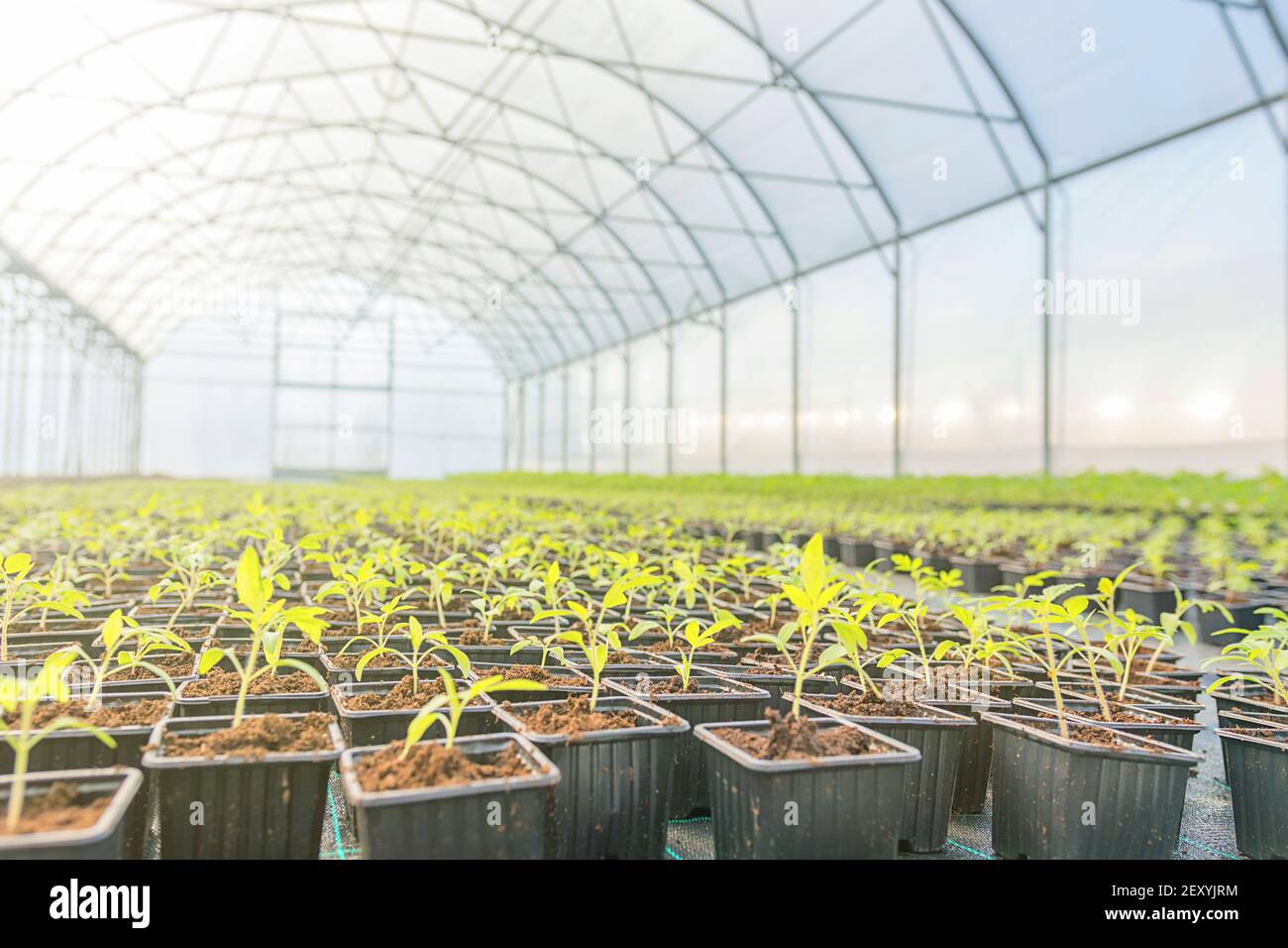 Young plants growing in a greenhouse Stock Photo - Alamy