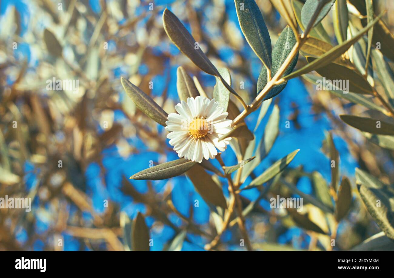 daisy flower grown in an olive tree Stock Photo Alamy