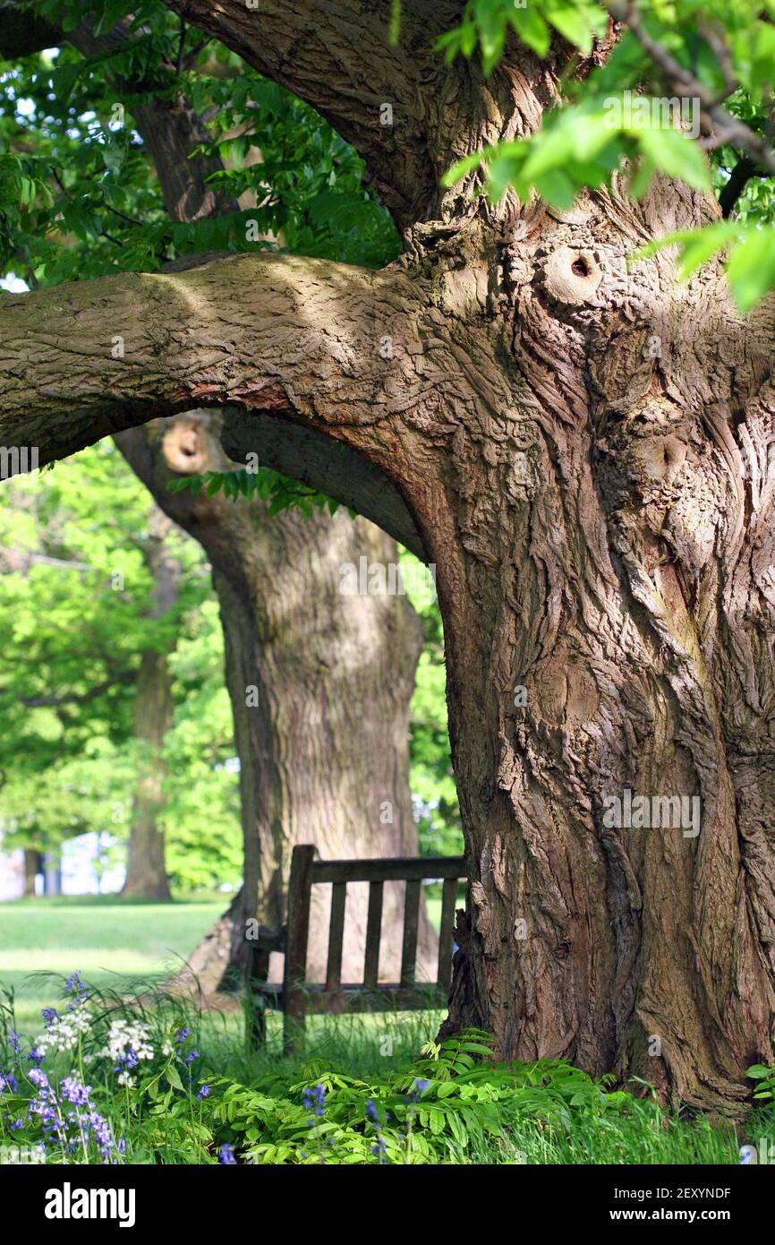 A wooden bench sits under the shelter of an old English Oak tree (Quercus robur). The most common tree in the UK, it has achieved iconic status. Stock Photo