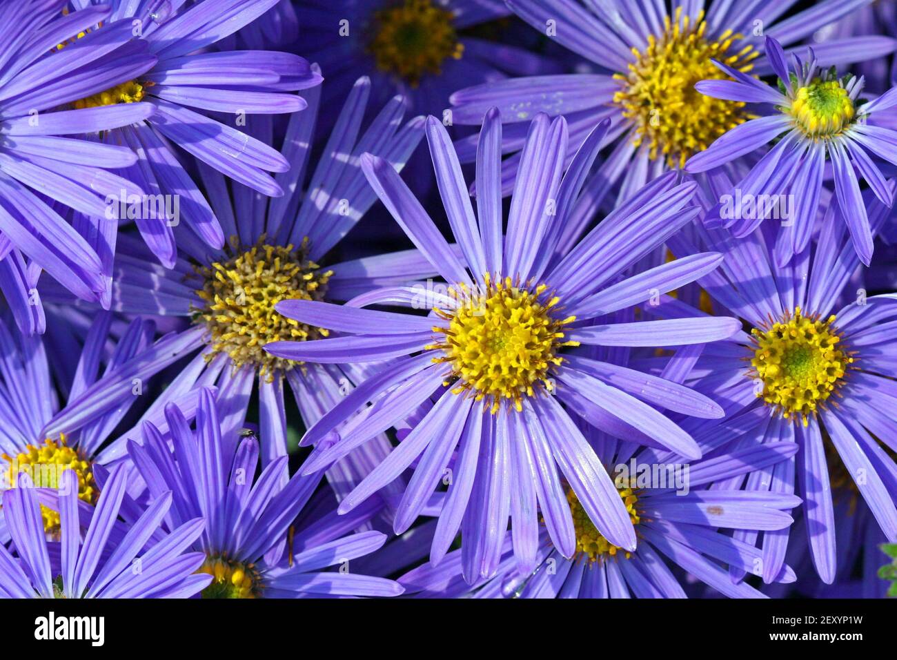 Full-frame shot of Aster heads: slender lavender-blue ray-florets surround a golden yellow centre. Stock Photo