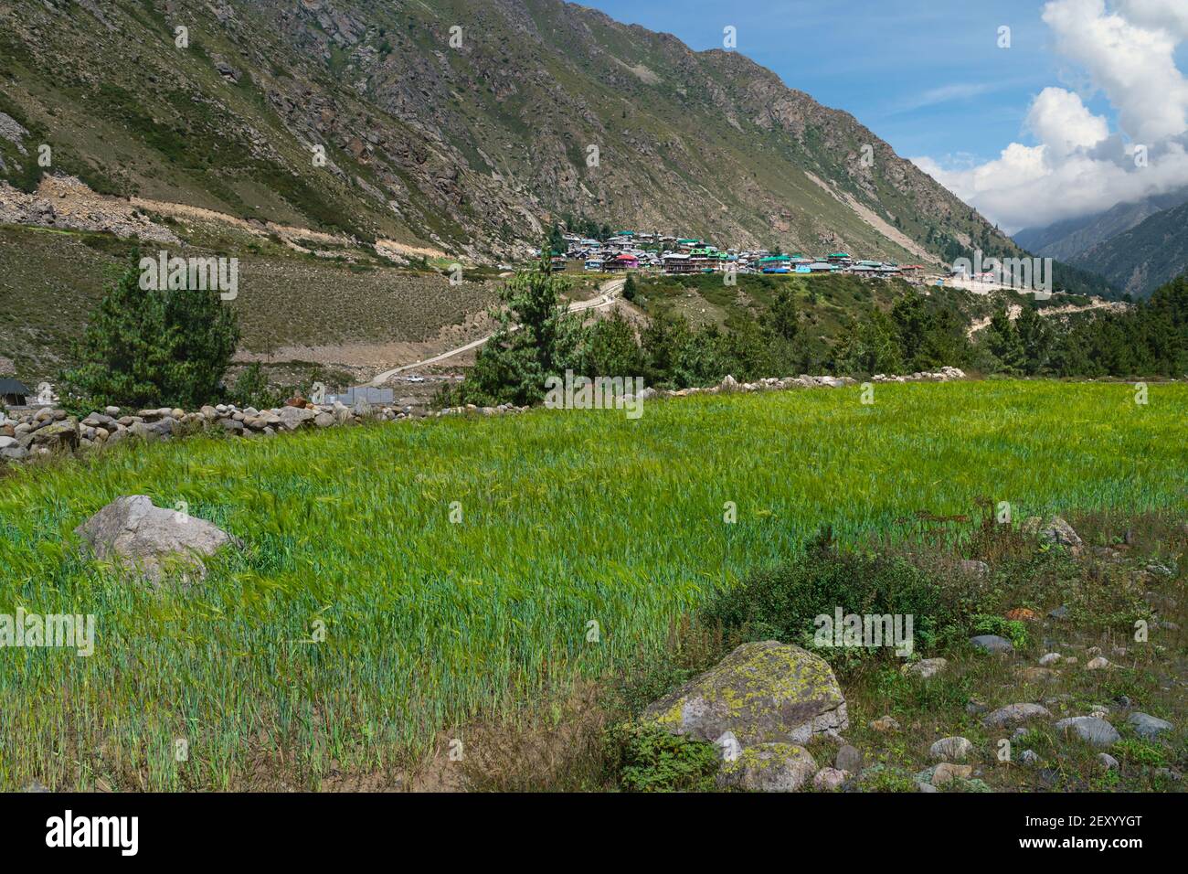 Terraced wheat field and crop flanked by Himalayas and steep rugged slopes under blue sky with clouds near Chitkul, Himachal Pradesh, India. Stock Photo