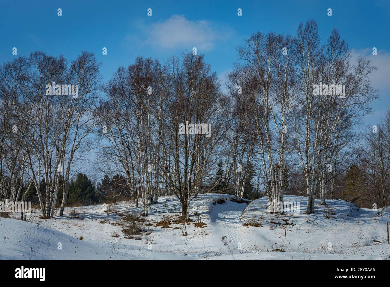 A hiking trail at the Sturgeon Bay shipping Canal preserve of the Door