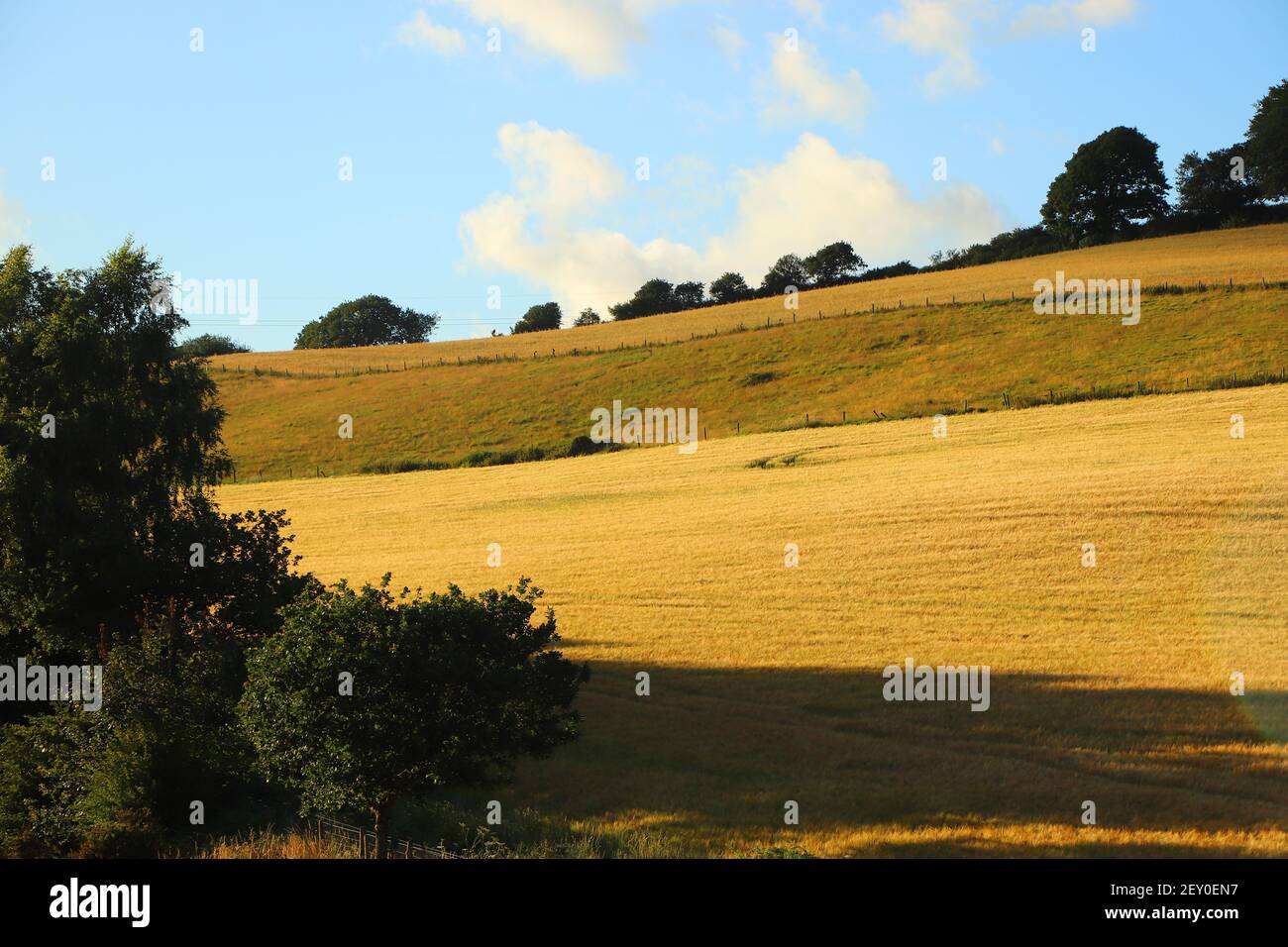 Corn fields within Restormel Manor grounds Stock Photo