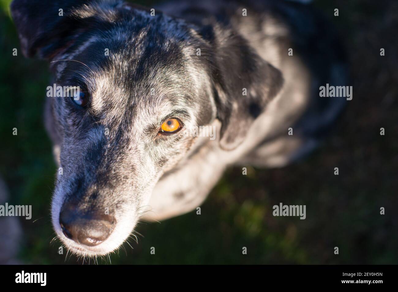 Bright Eyed Unique Looking Dog Canine Looks at Camera Stock Photo