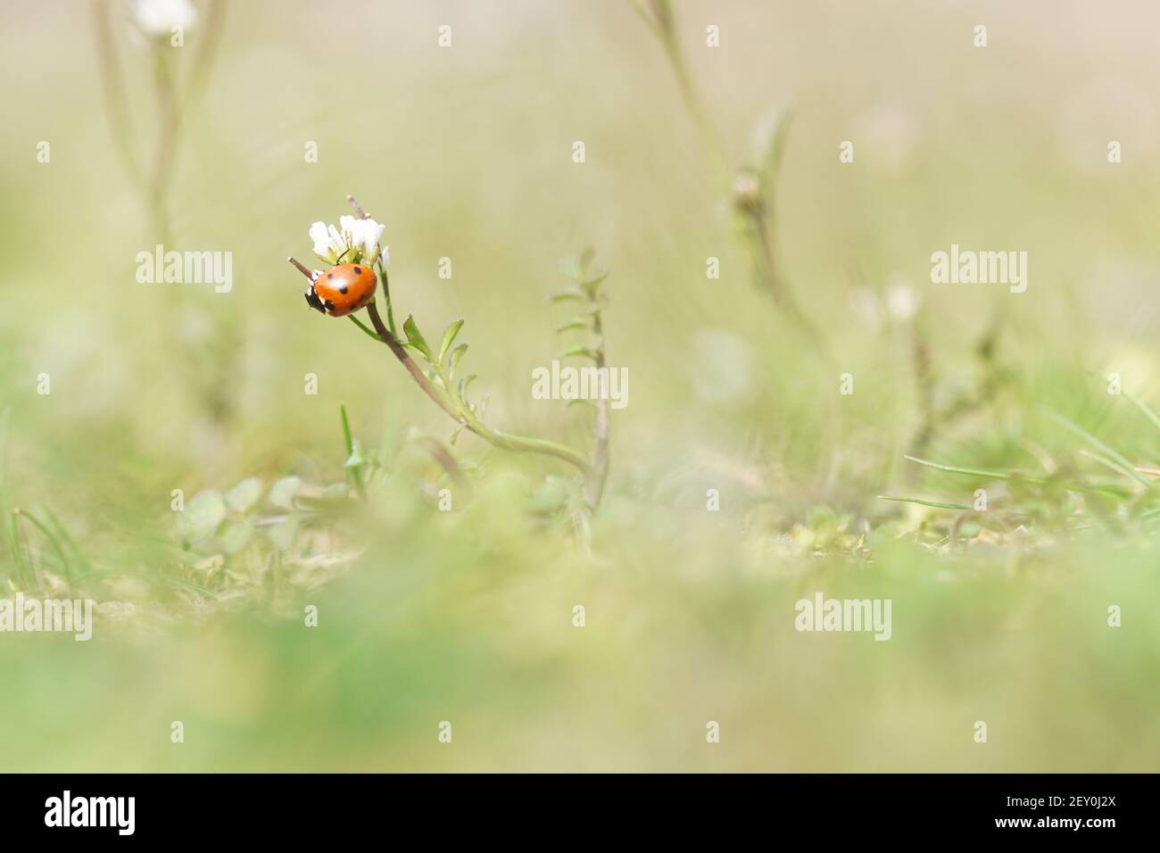 spring time - macro shot of ladybug sitting on flower Stock Photo