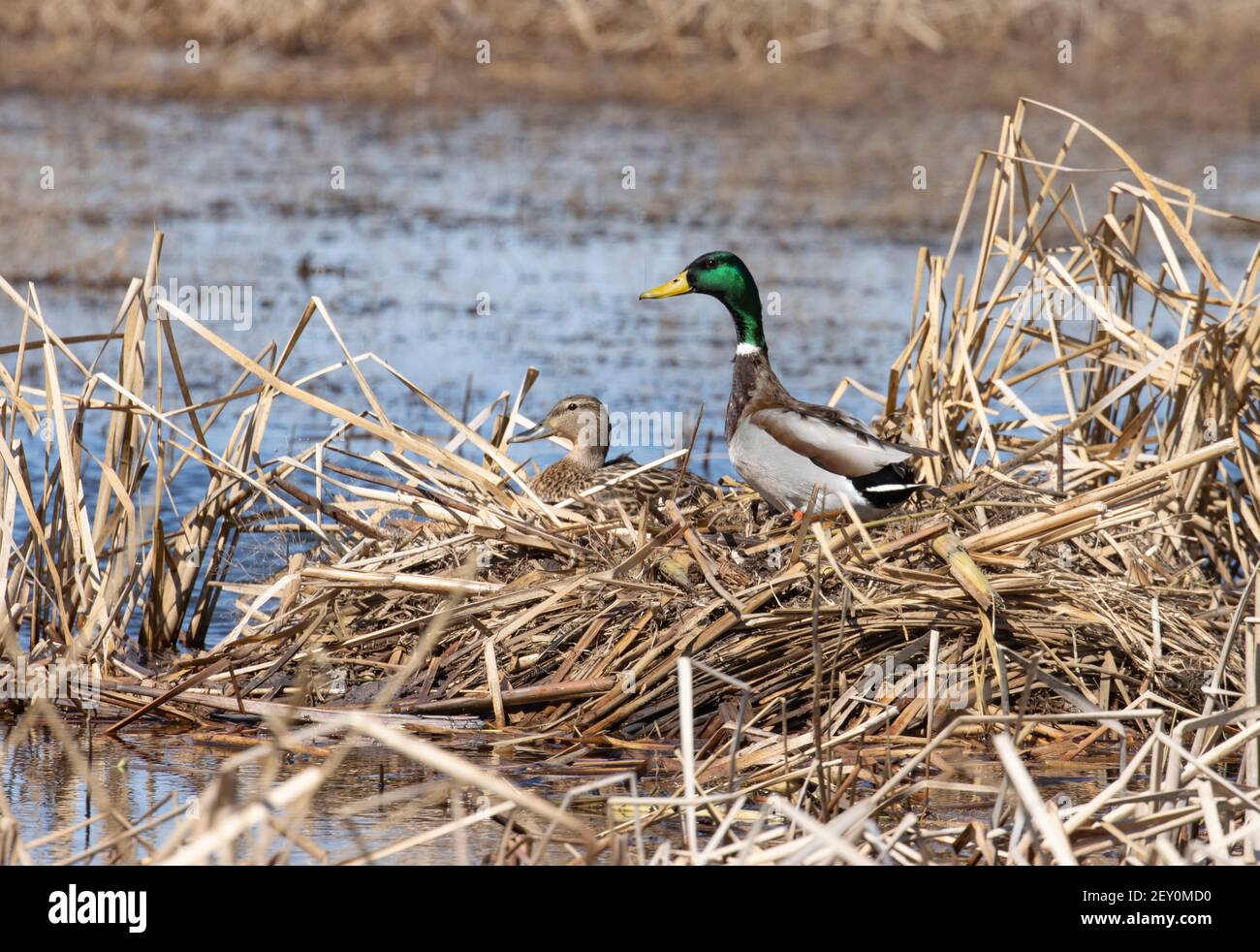 Mallard March 29th, 2020 Northern Minnehaha County, South Dakota Stock Photo