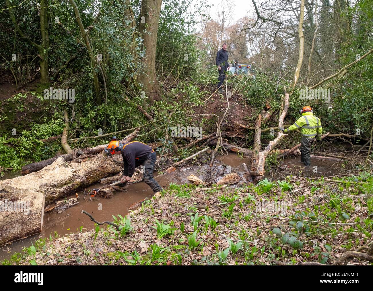 Environment Agency workers removing a fallen dead tree blocking the Wesley Brook at Shifnal, Shropshire, England, UK. Stock Photo