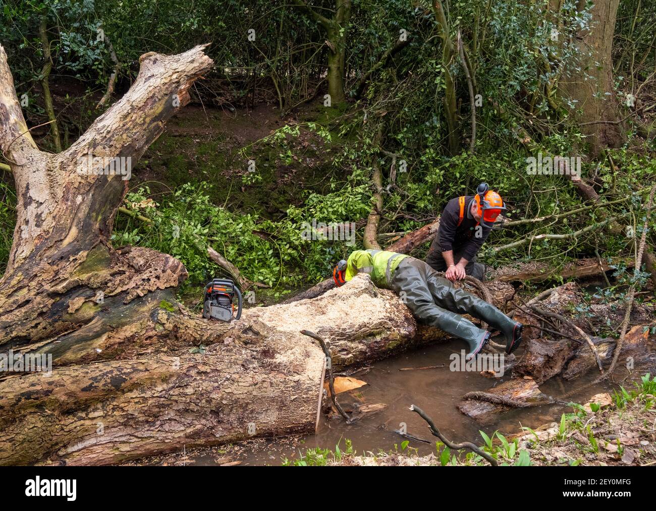 Environment Agency workers removing a fallen dead tree blocking the Wesley Brook at Shifnal, Shropshire, England, UK. Stock Photo