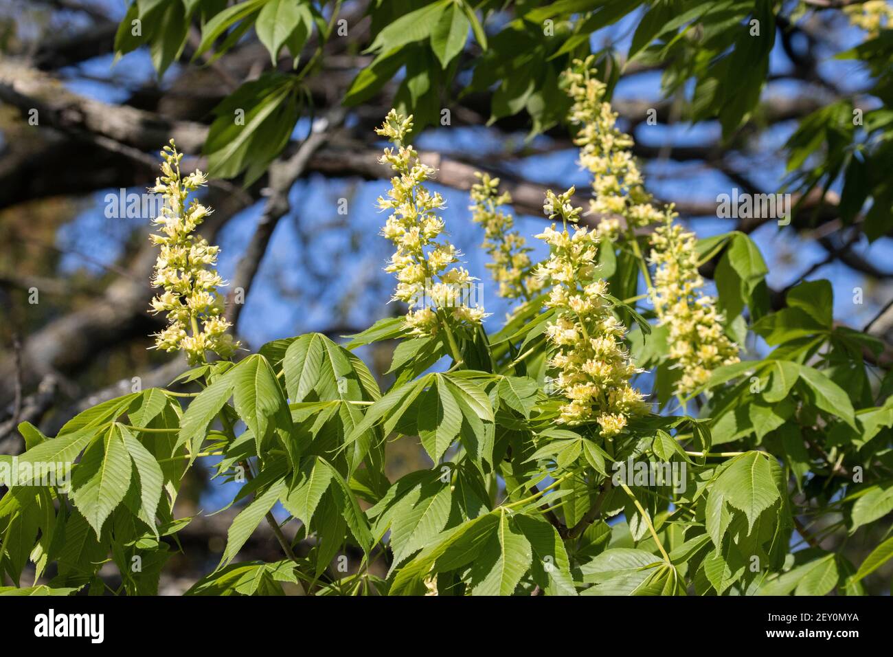 Buckeye Tree Ohio High Resolution Stock Photography and Images - Alamy
