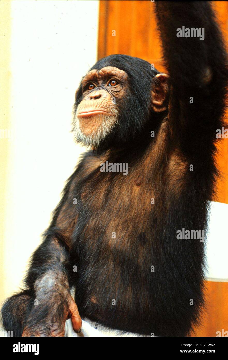 Schimpanse CHARLY ist der Hauptdarsteller in der ZDF-Serie: Unser Charly, 1995. Chimpanzee CHARLY is the main character in the ZDF series: Unser Charly, 1995. Stock Photo