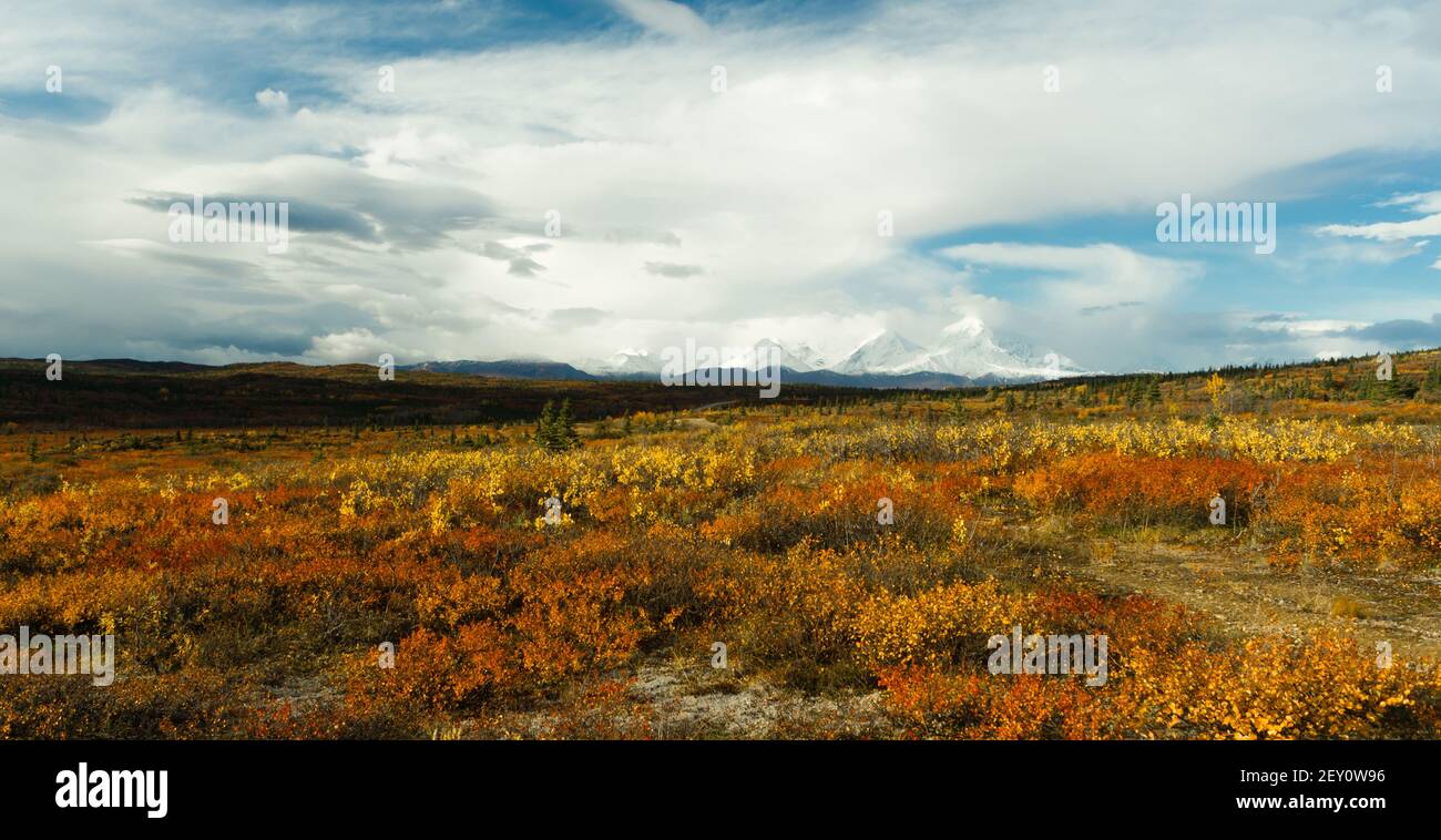 Plants Ground Cover Change Color Alaska Mountains Autumn Season Stock