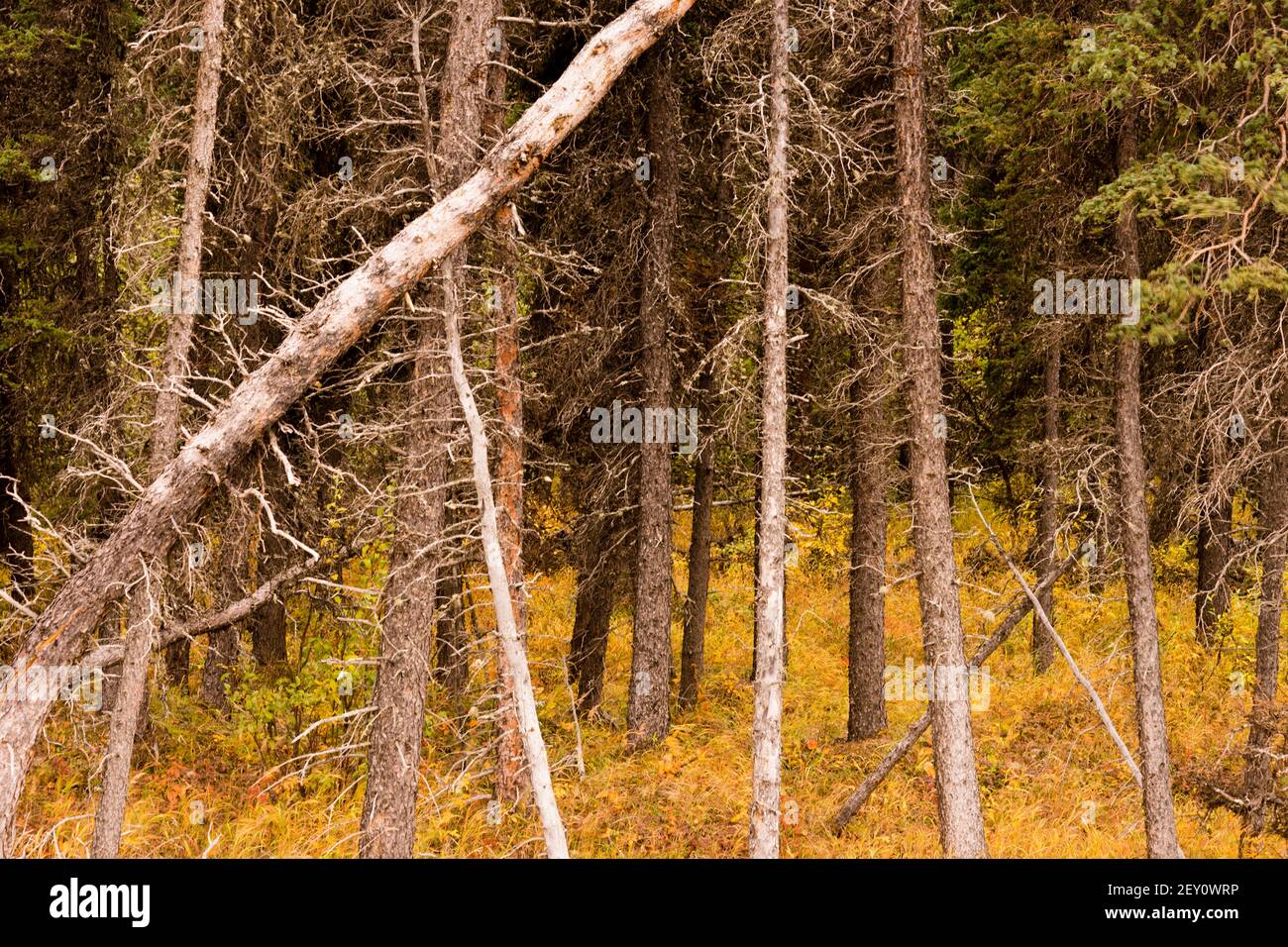 Dead Trees Fall Over Natural Forest Regenertation Stock Photo Alamy