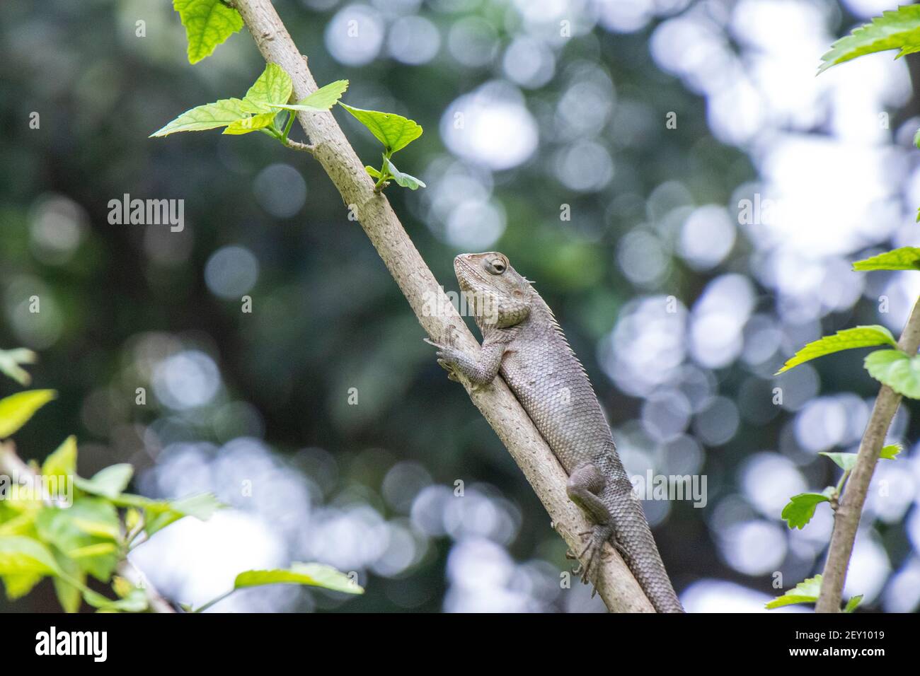 Brown lizard,tree lizard, details of lizard skin stick on the tree with bokeh background Stock Photo