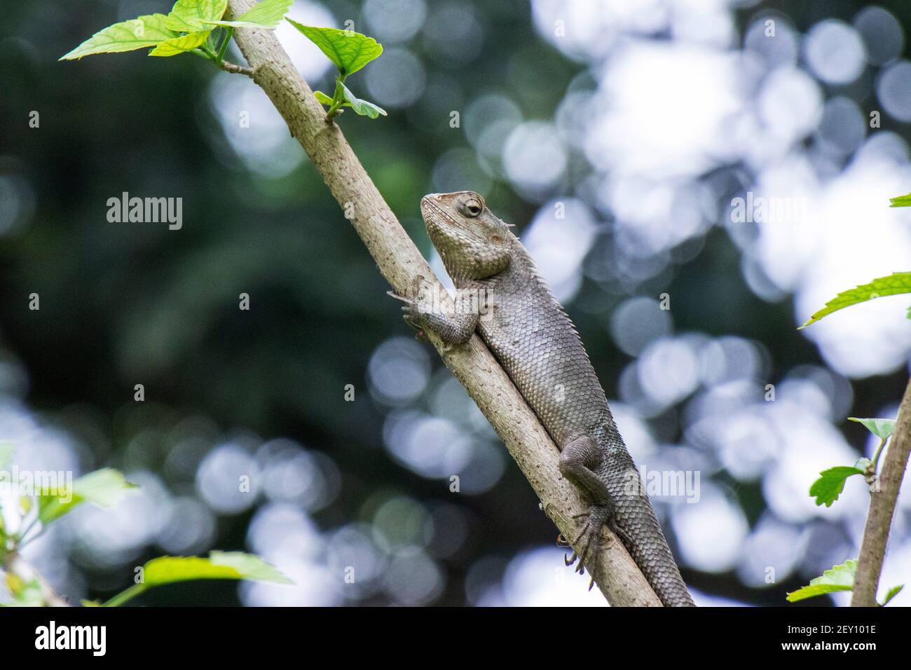 Brown lizard,tree lizard, details of lizard skin stick on the tree with bokeh background Stock Photo