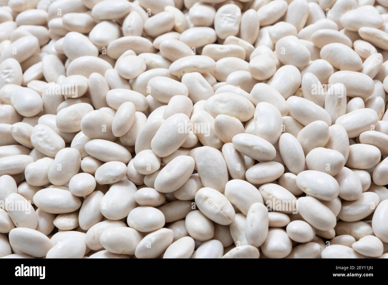 Small Navy, haricot, white pea, white kidney or Cannellini Purgatorio