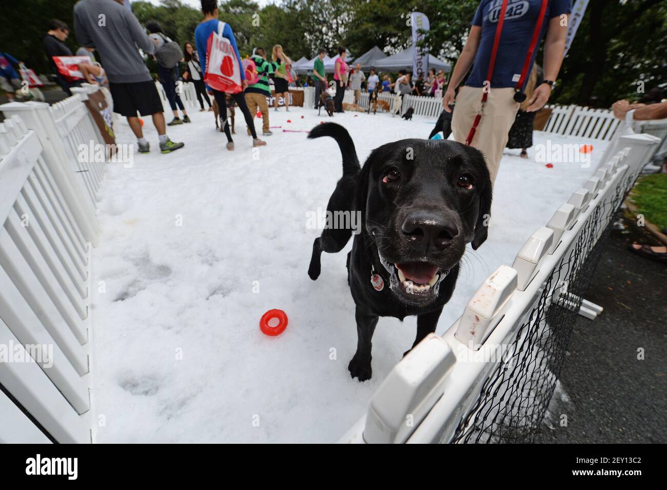 One year old Black Labrador named Sherman plays in a fenced in doggy snow  park filled with 20 tons of snow during the "Unleashed by Petco: Summer Snow  Days" in Riverside Park