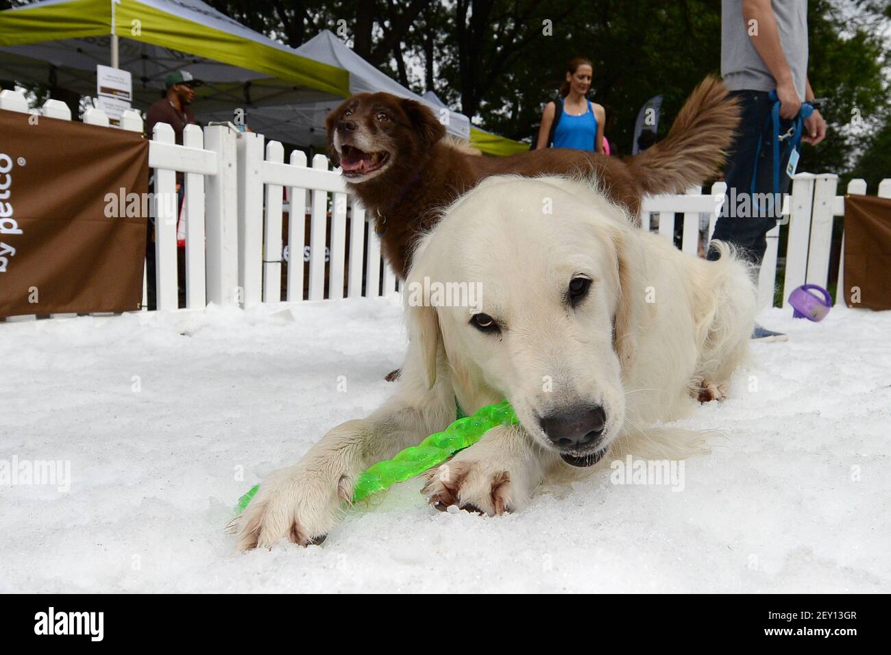 Bentley, a three year old White English Golden Retriever plays with a  chew-toy in a fenced in doggy snow park filled with 20 tons of snow during  the "Unleashed by Petco: Summer