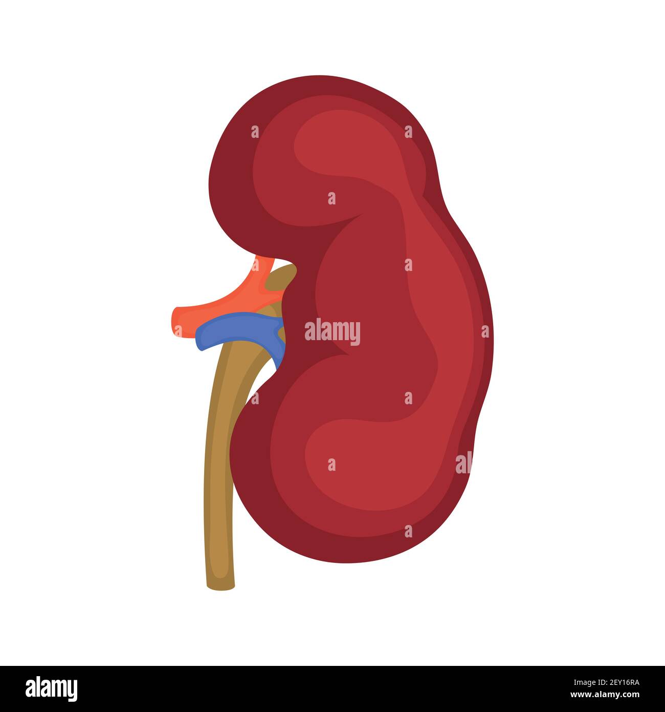 Kidneys. Organs icon. Vector illustration isolated on white background. Stock Vector