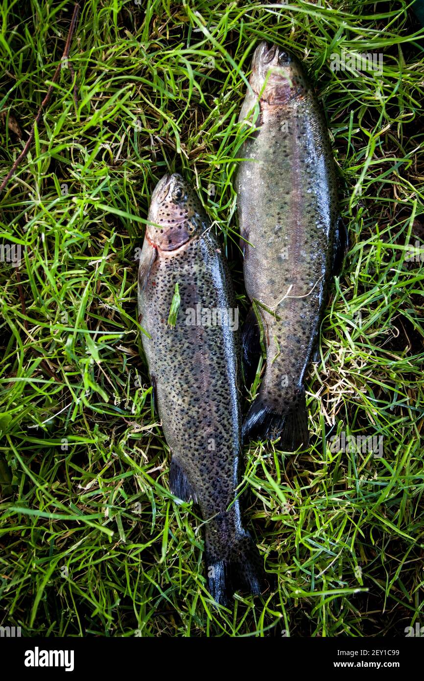 Two fish caught by fisherman hi-res stock photography and images - Alamy