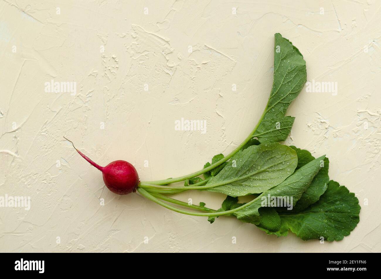 Radish with drops of water on light yellow backdrop. Stock Photo