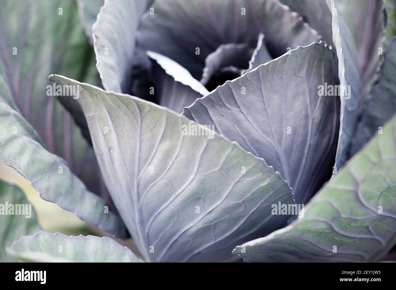 Growing red cabbage plant in the garden Stock Photo Alamy