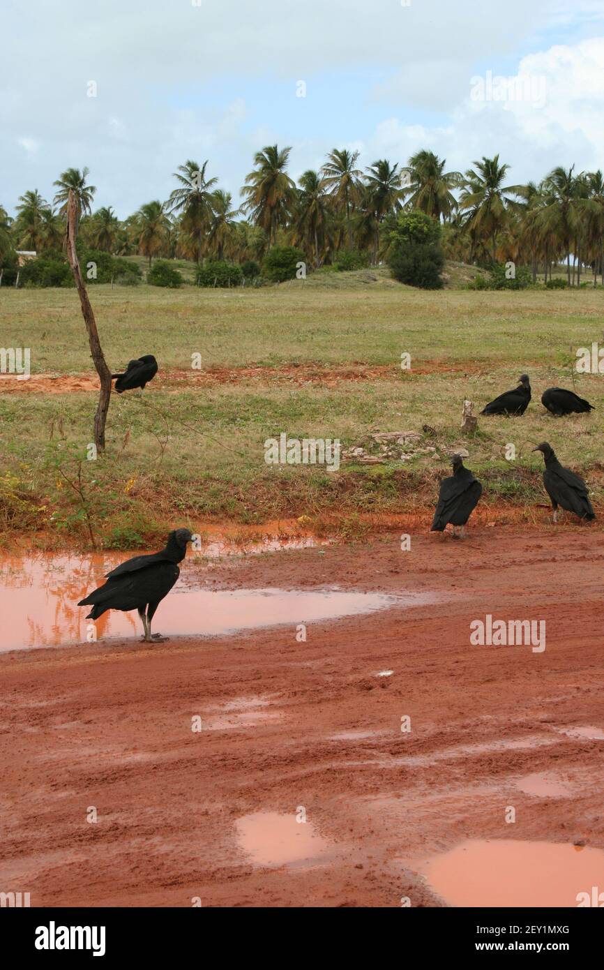 Jacu birds in Touros Rio Grande do Norte, Brazil Stock Photo