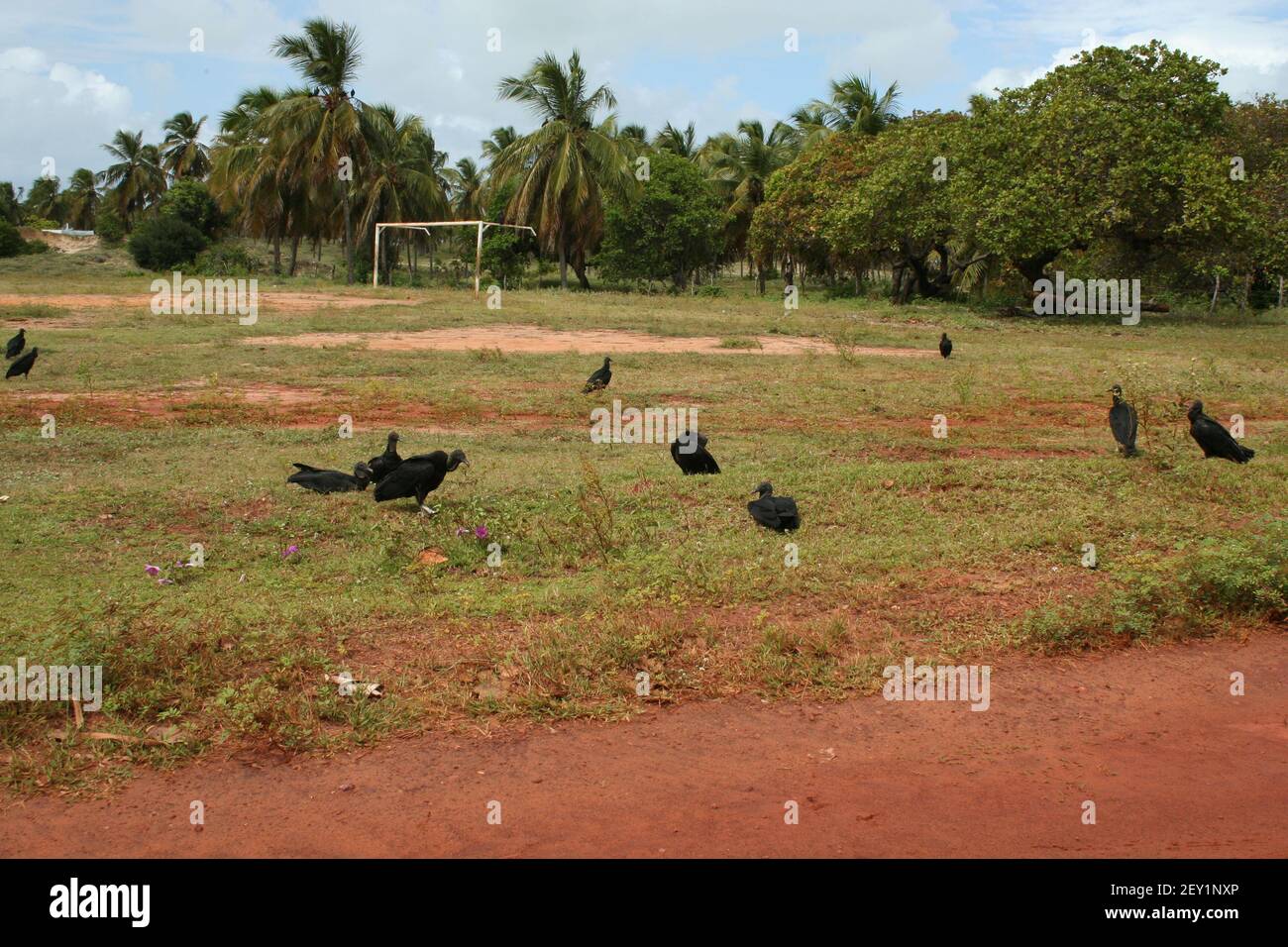Jacu birds in Touros Rio Grande do Norte, Brazil Stock Photo