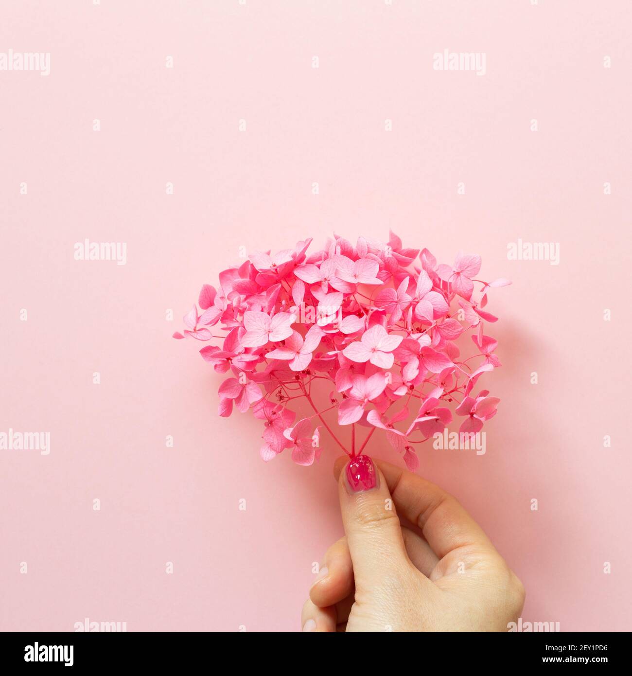 Hand holding dry pink hydrangea flowers on pink background. flat lay, top view, copy space Stock Photo