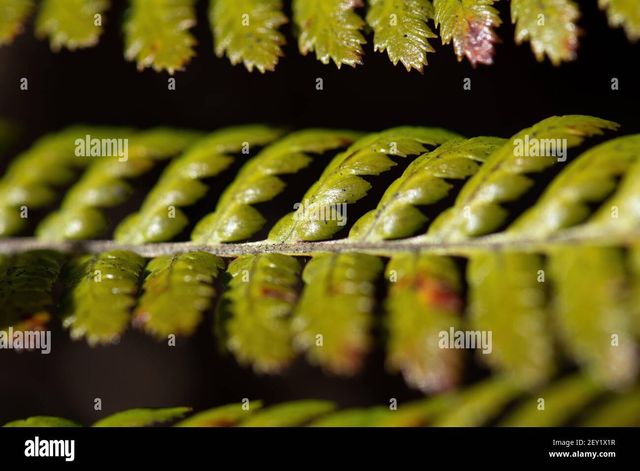 Fern fronts hi-res stock photography and images - Alamy