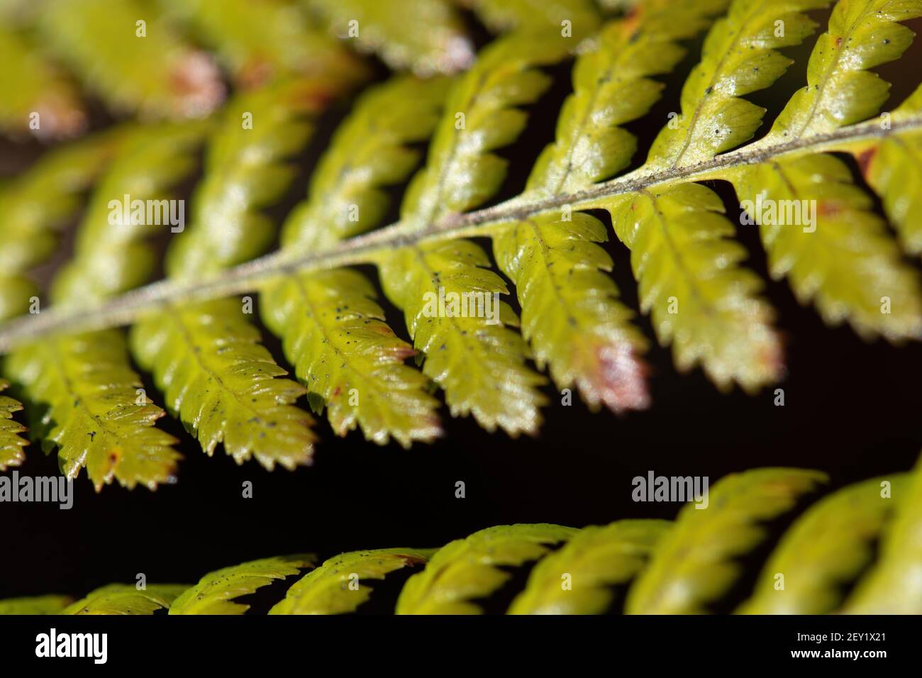 Fern fronts hi-res stock photography and images - Alamy