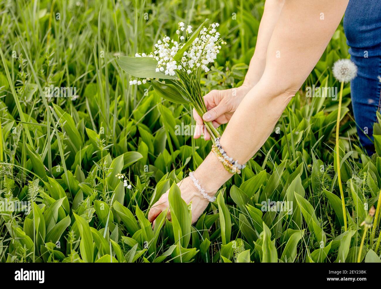 Woman picking white wild flowers Lily of the valley (Convallaria majalis) also called: May bells, Our Lady's tears and Mary's tears outdoors in meadow Stock Photo