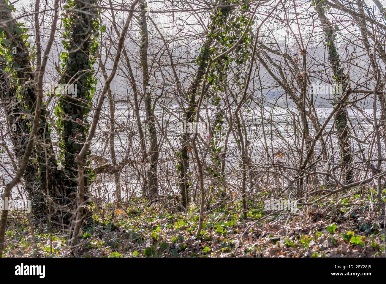 landscape with Ticino river looming through winter shrubs on shore, shot on bright winter day near Bereguardo, Pavia, Lombardy, Italy Stock Photo