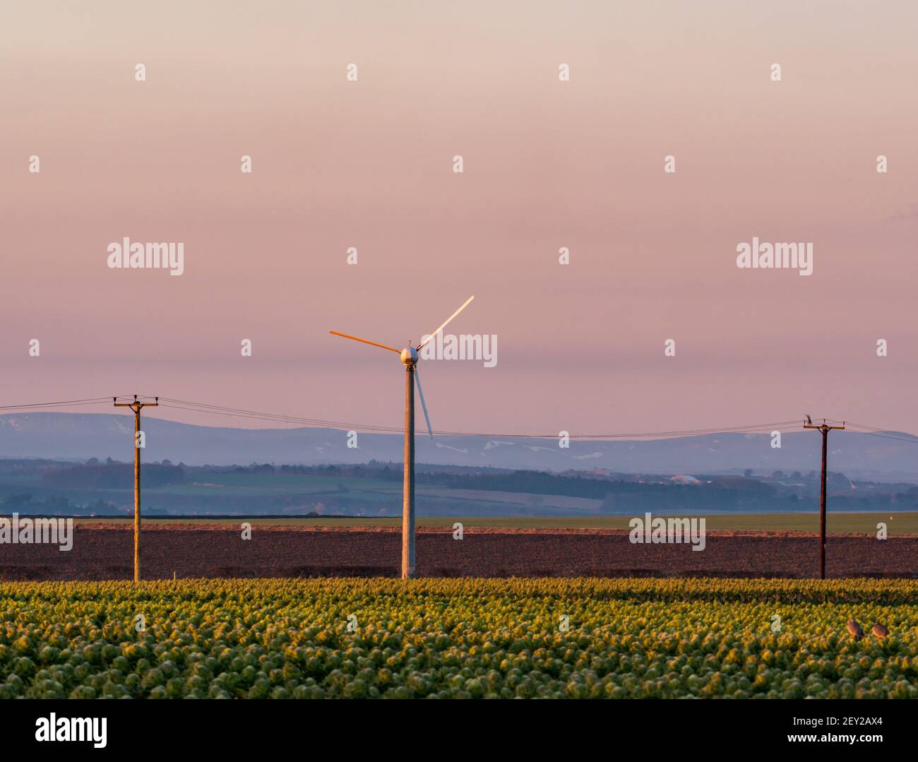 A wind turbine in a Brussels sprout field at sunrise with a pink dawn sky, East Lothian, Scotland, UK Stock Photo