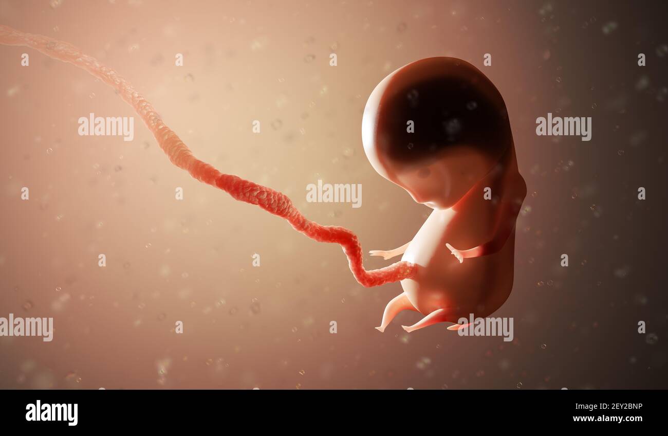 Human fetus or embryo inside body. 3D rendered illustration. Stock Photo