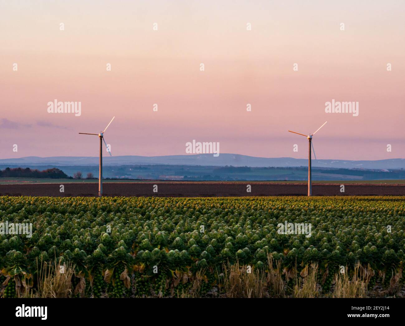 Wind turbines in a Brussels sprout field at sunrise with a pink dawn sky, East Lothian, Scotland, UK Stock Photo