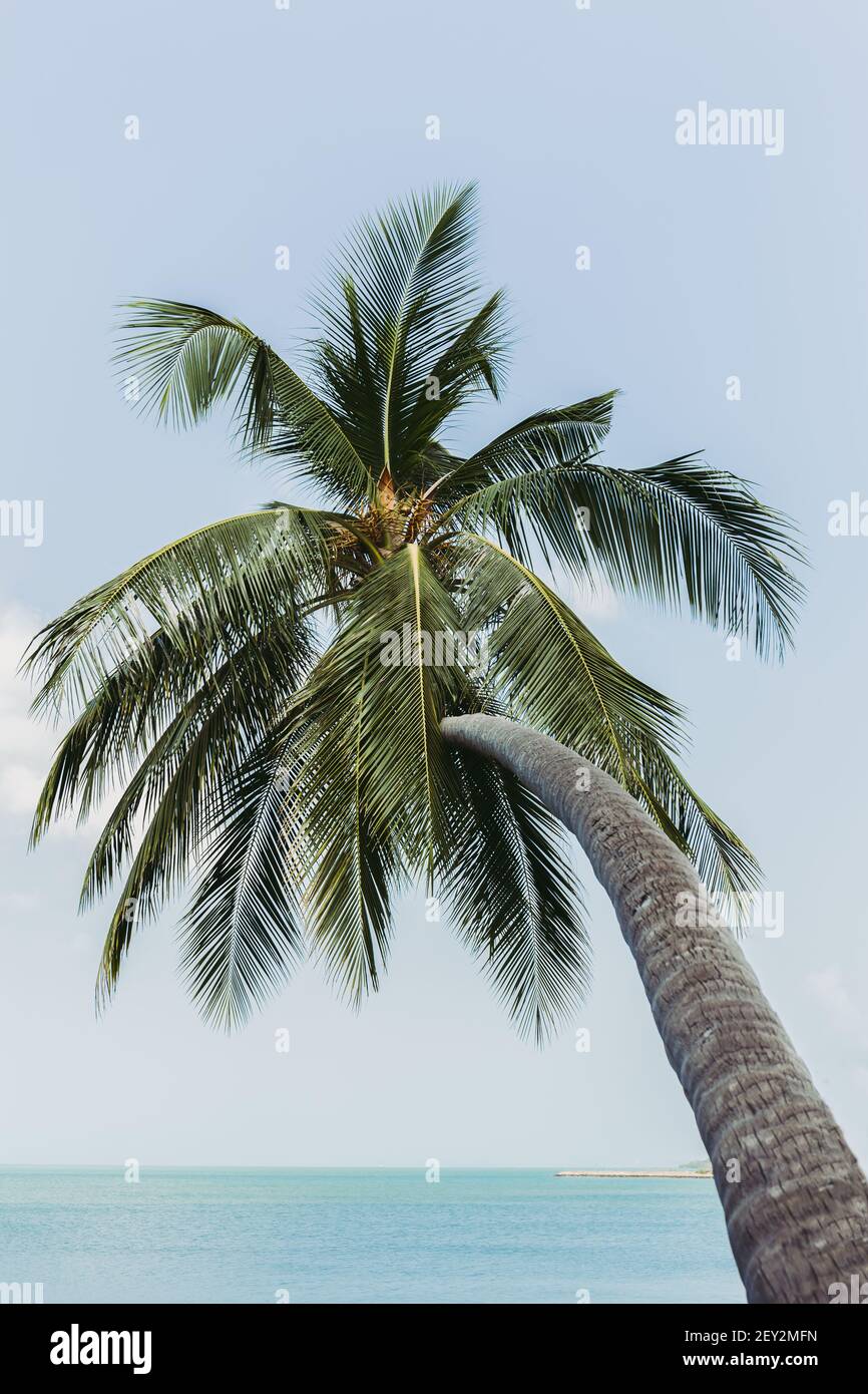 Single coconut palm tree bends toward the sea in tropical island Stock Photo Alamy