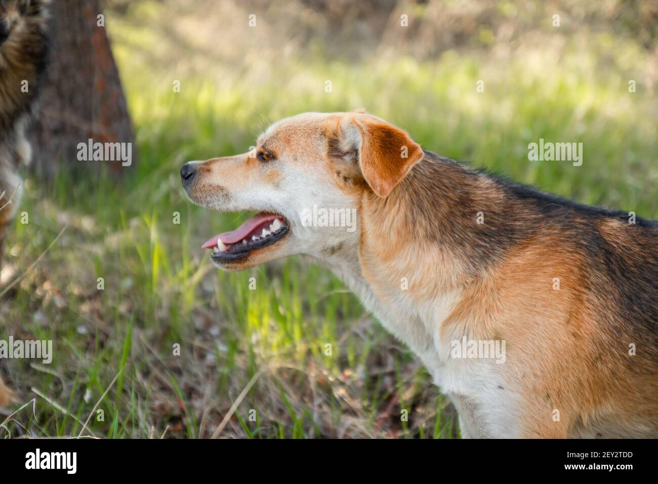 Cute playful white brown dog or pet is playing and looking around in a park Stock Photo