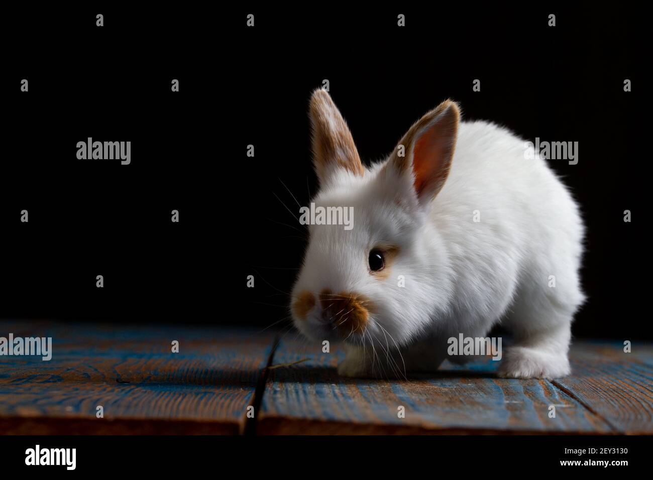beautiful white rabbit on the table on a dark background Stock Photo ...
