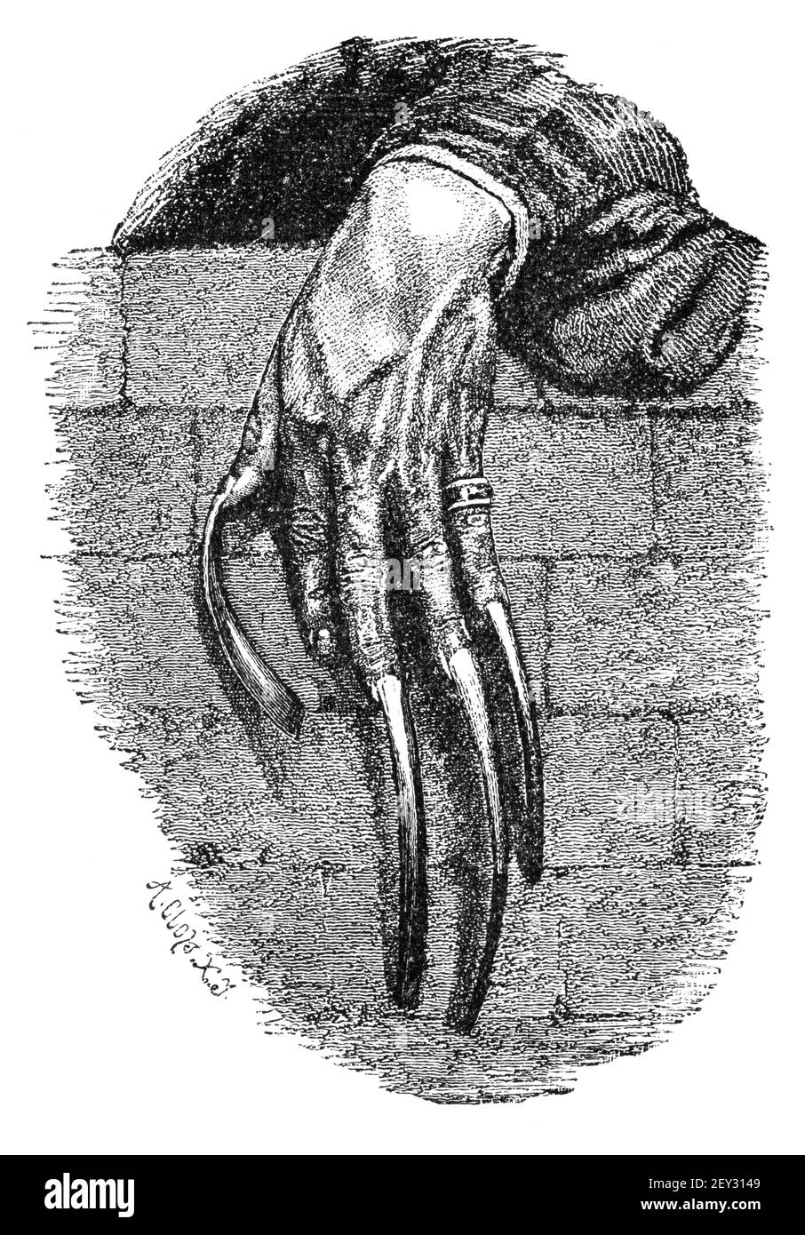 Discover more than 153 history of long nails latest songngunhatanh.edu.vn